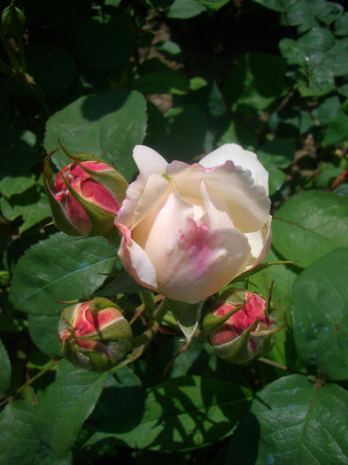 'Winchester Cathedral ®'  • AUScat • White Mary Rose • Winchester ®; Shrub.  English Rose Collection. Discovered by David Austin (United Kingdom, 1988).
