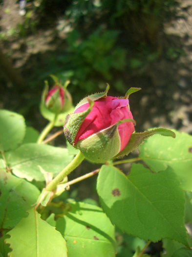 'Madame Isaac Pereire' • Le Bienheureux de la Salle; Bourbon.  Bred by Armand Garçon (France, 1881).
