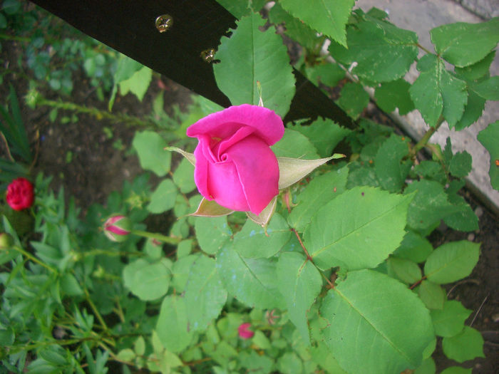 'Louise Odier' • Madame de Stella • Madame Louise Odier; Bourbon. Bred by Jacques-Julien, Jules Margottin Père &amp; Fils (France, 1851).
