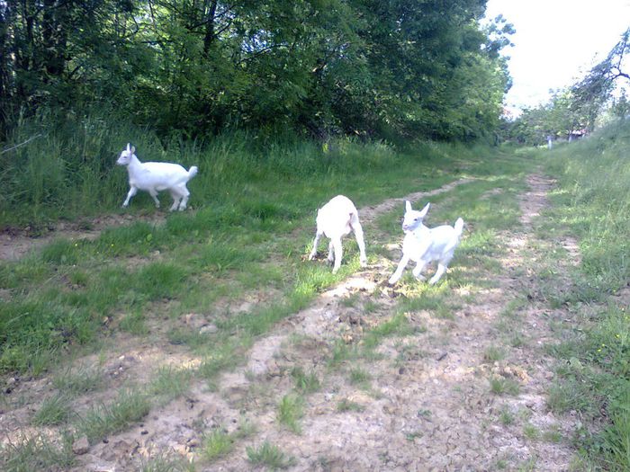 juniorii , doua iedute si un tapusor . - CAPRE ALBE SI BALTATE - AU RAMAS DOAR AMINTIRE