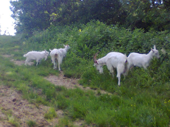 006 - CAPRE ALBE SI BALTATE - AU RAMAS DOAR AMINTIRE