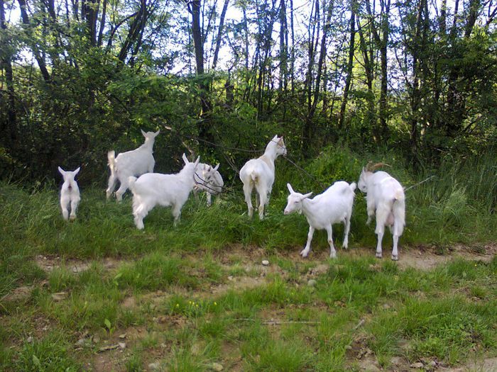 "turma" complecta . - CAPRE ALBE SI BALTATE - AU RAMAS DOAR AMINTIRE