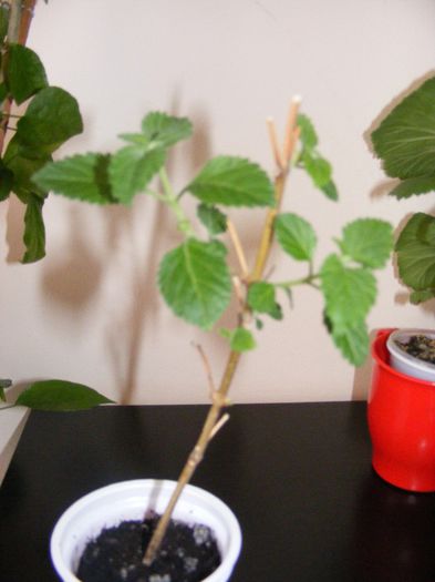 eu plec luni la simim