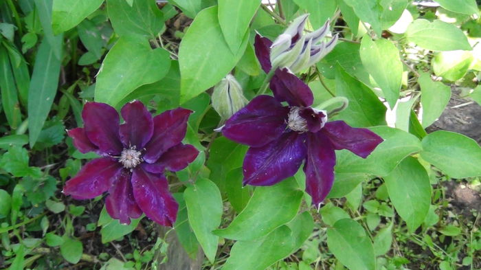 2014.05.19 - c-primavara2014