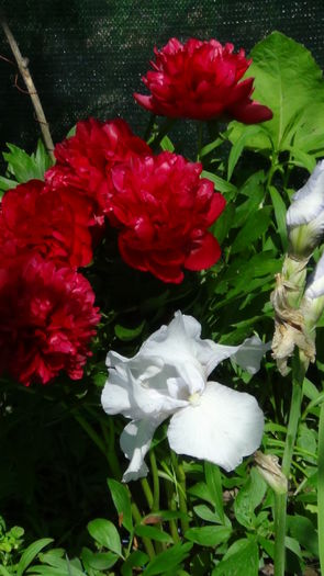 2014.05.19 - c-primavara2014