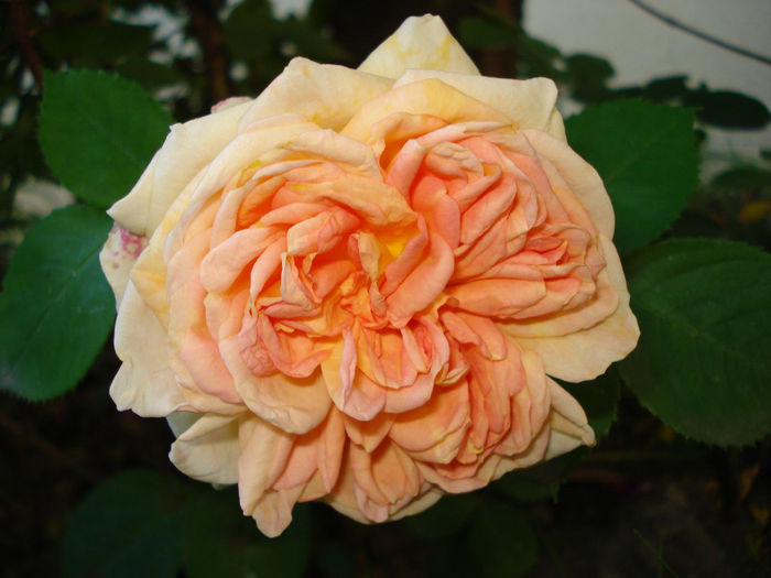 Alchemist - Trandafiri 2014