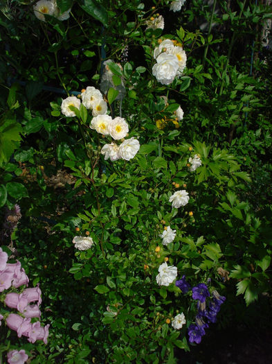 DSC00241 - Gradina in 2014