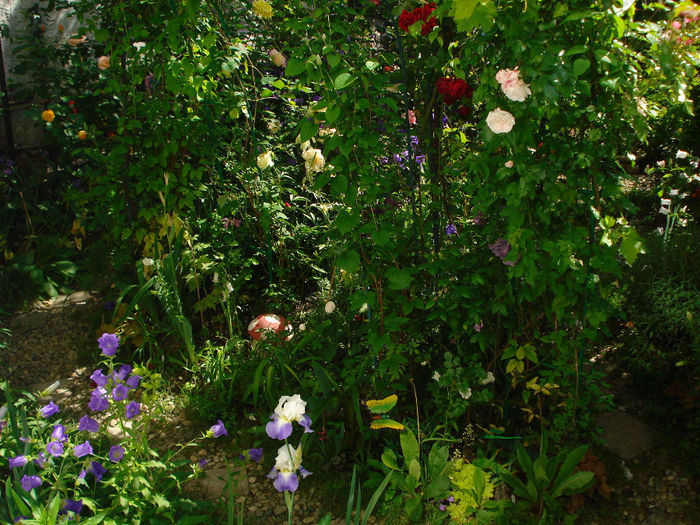 DSC00194 - Gradina in 2014