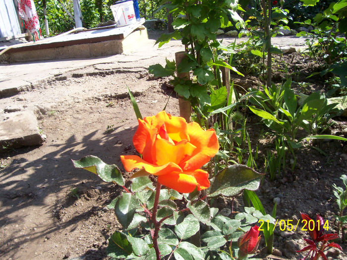 101_5191 - minunatele floriiiiiiiiiii