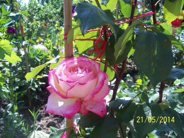 101_5192 - minunatele floriiiiiiiiiii