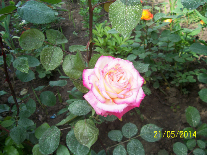 101_5213 - minunatele floriiiiiiiiiii