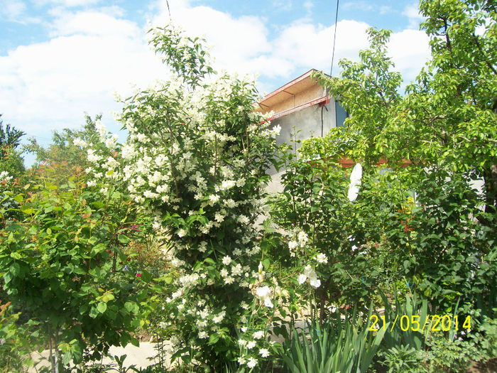 101_5215 - minunatele floriiiiiiiiiii