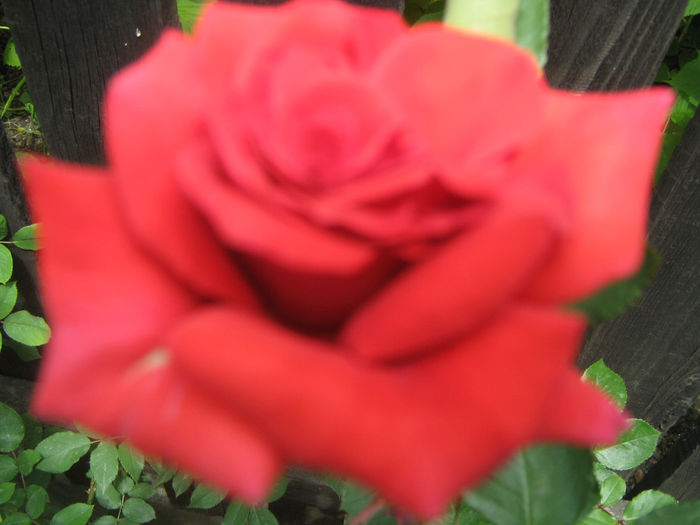 Picture My plants 234