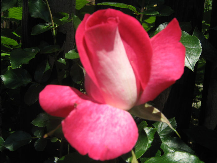 Picture My plants 244