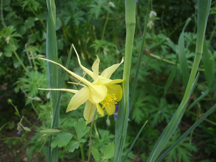 aquilegia Denver Gold
