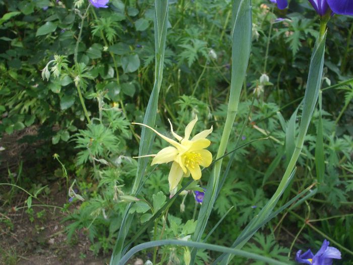 aquilegia Denver Gold
