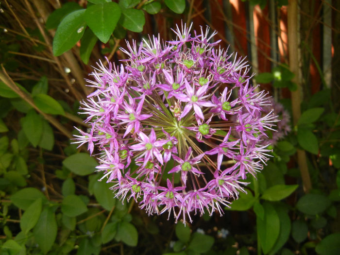Allium Purple Sensation (2014, May 13) - Allium aflatunense Purple