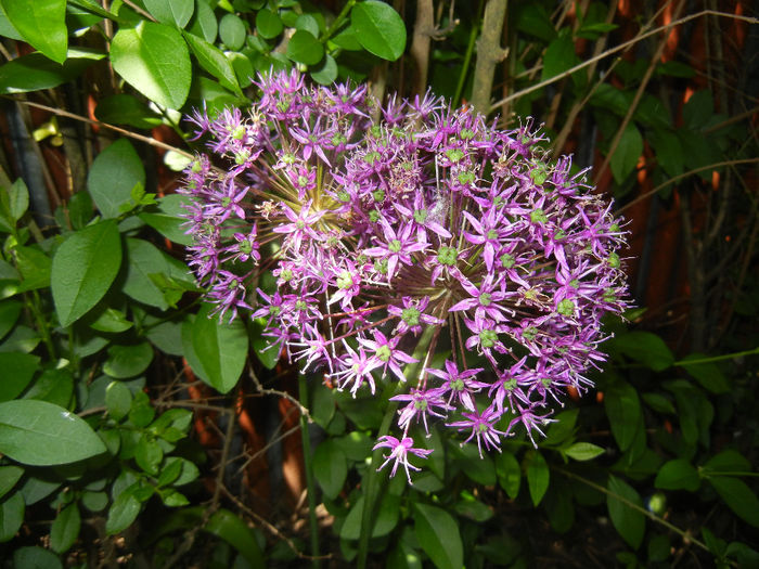 Allium Purple Sensation (2014, May 13)