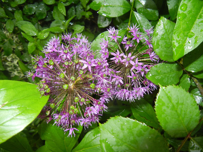 Allium Purple Sensation (2014, May 16) - Allium aflatunense Purple