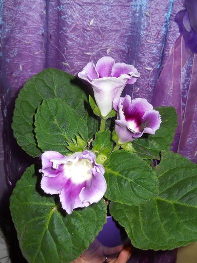 DSCN0471 - flori de interior 2014