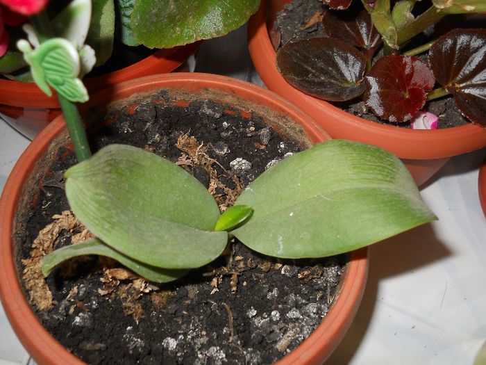 am crezut ca o sa o pierd dar imi da semne cu o frunzulita ca vrea sa traiasca - flori de interior 2014