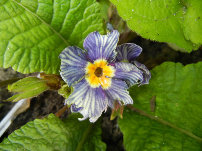 Primula Zebra Blue (2014, May 21) - PRIMULA Acaulis