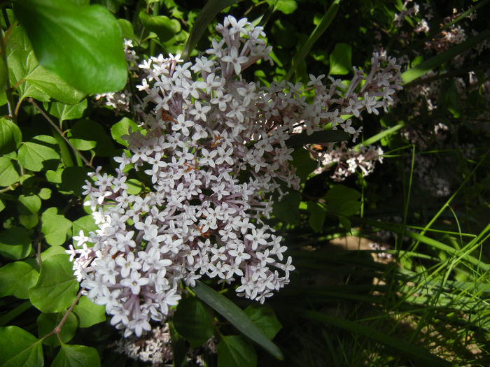 Syringa patula Miss Kim (2014, May 13) Syringa patula Miss Kim (2014, May 13)