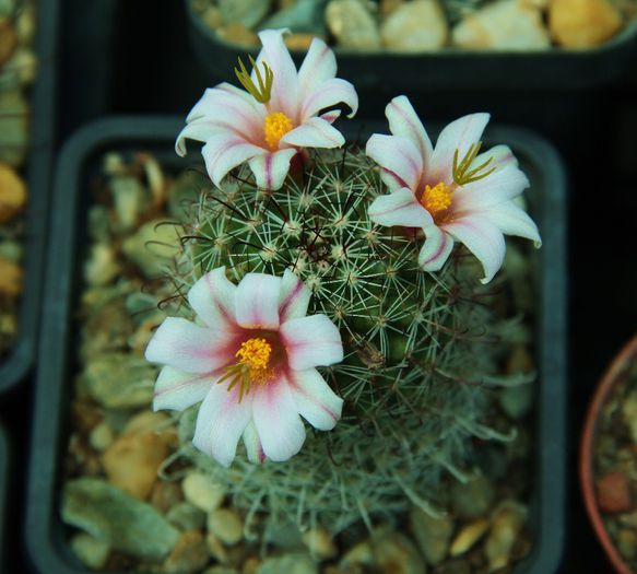 Mamillaria sheldonii ??? - Necunoscute