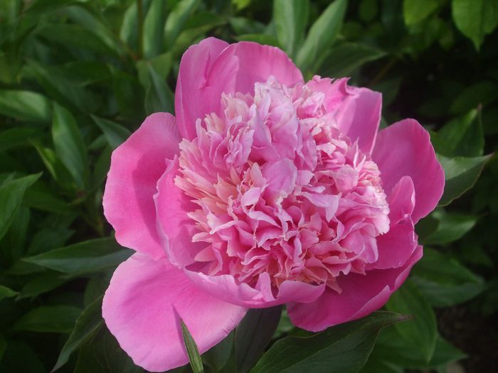 p 013 - primavara 2014