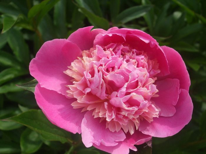 p 016 - primavara 2014