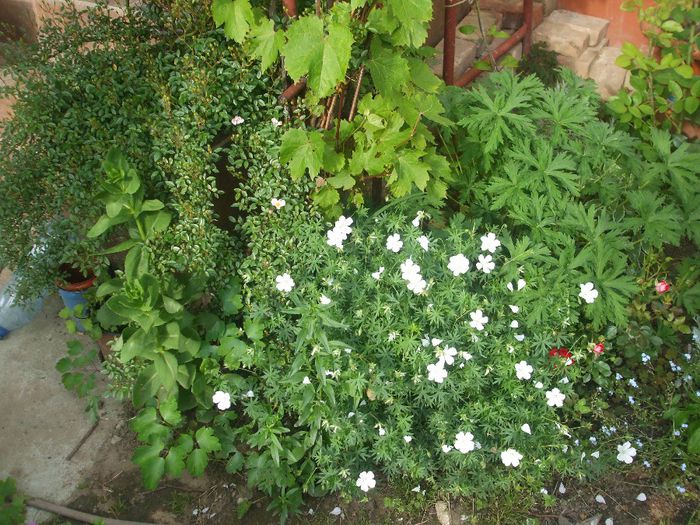 p 015 - primavara 2014