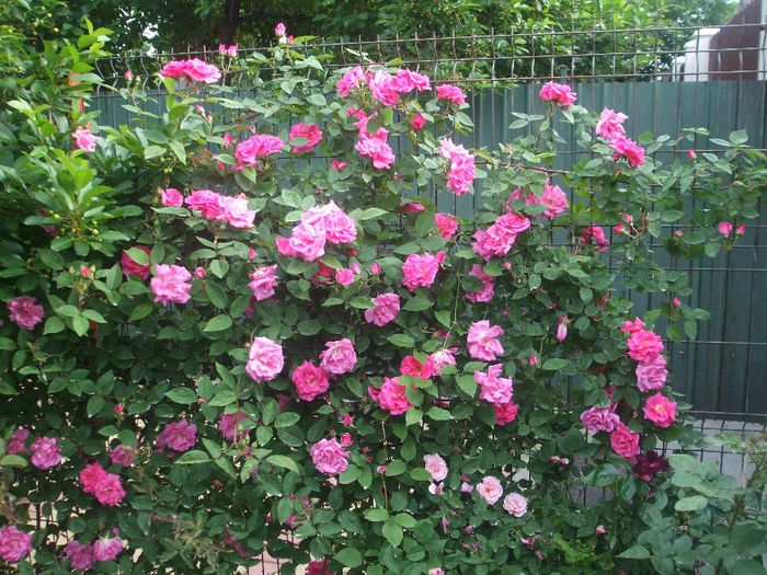 p 033 - primavara 2014