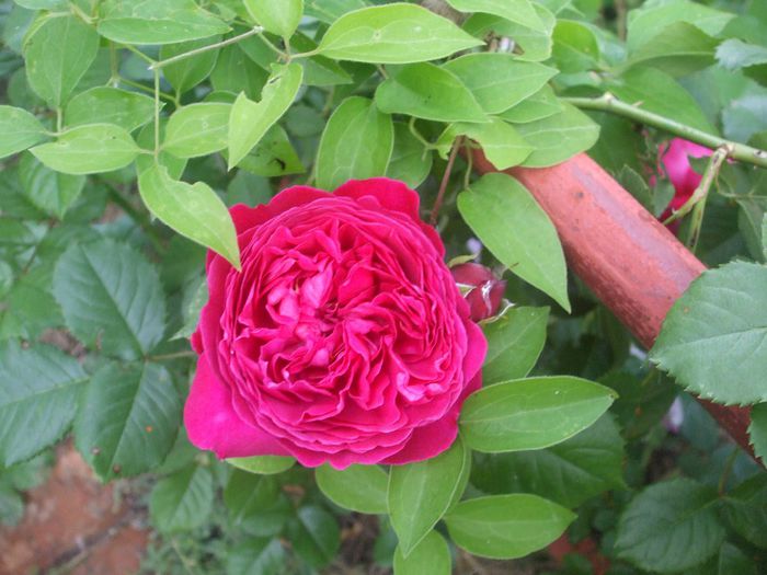 Salma Es Said - primavara 2014