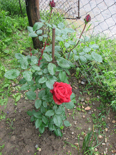 IMG_1702 - Barkarole 2013