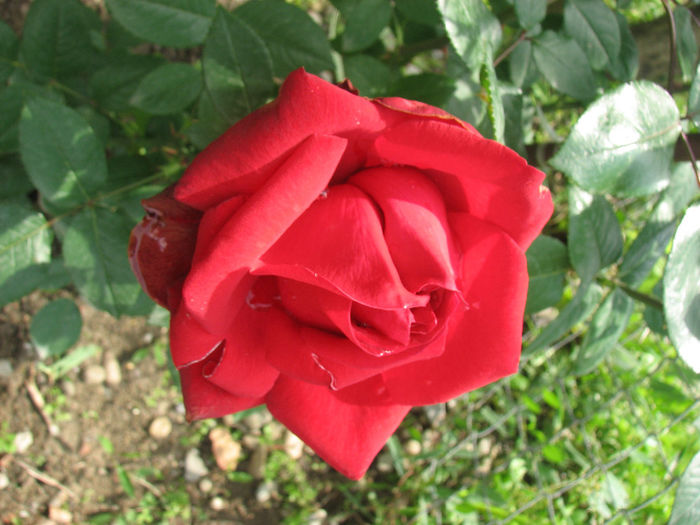 IMG_1750 - Barkarole 2013