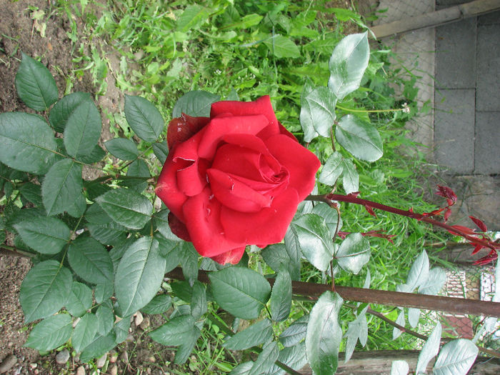 IMG_1772 - Barkarole 2013