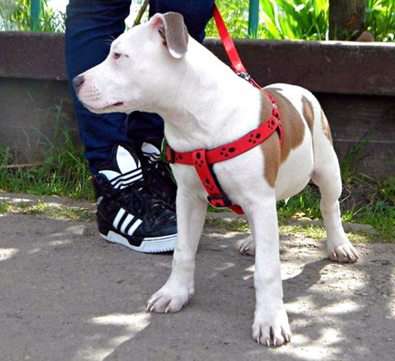 Roa (pr. Pintea Sandra-Bucuresti) - AMSTAFF femela blue-nose-VANDUTA