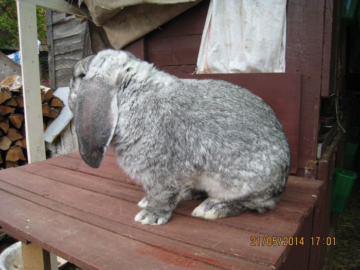 linie din Ungaria - Mascul pe chinchilla