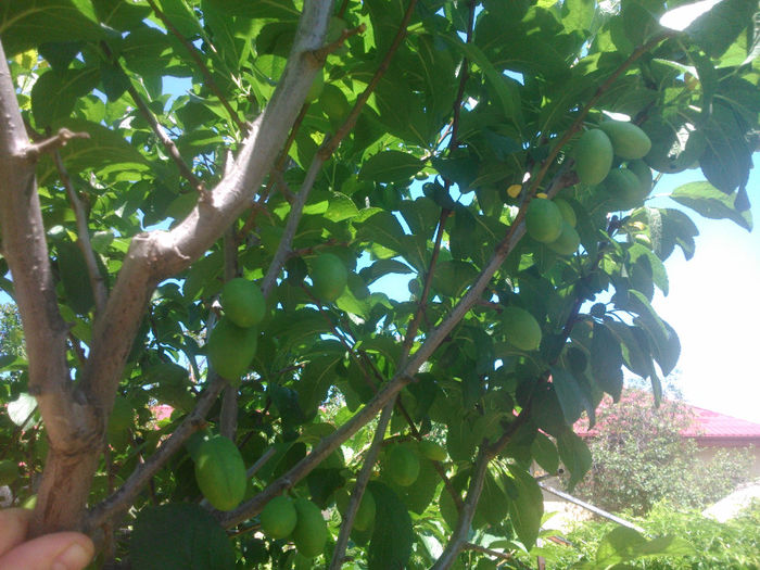 primele prune -promisiuni- - pomisori 2014