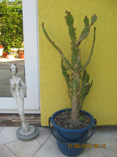 Printre putinii mei cactusi.