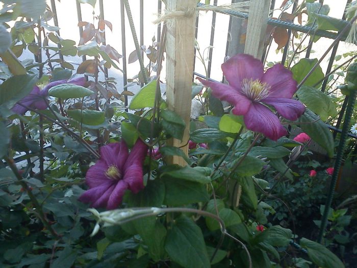 DSC06820 - CLEMATITE