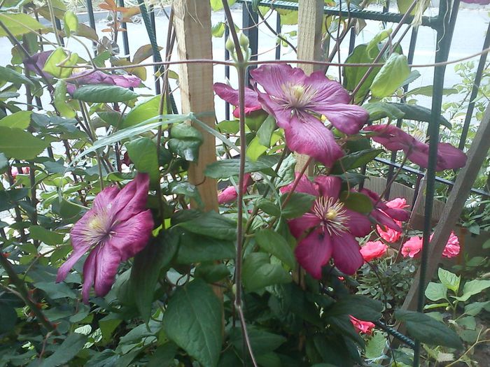 CLEMATIS Ville de Lyon - CLEMATITE