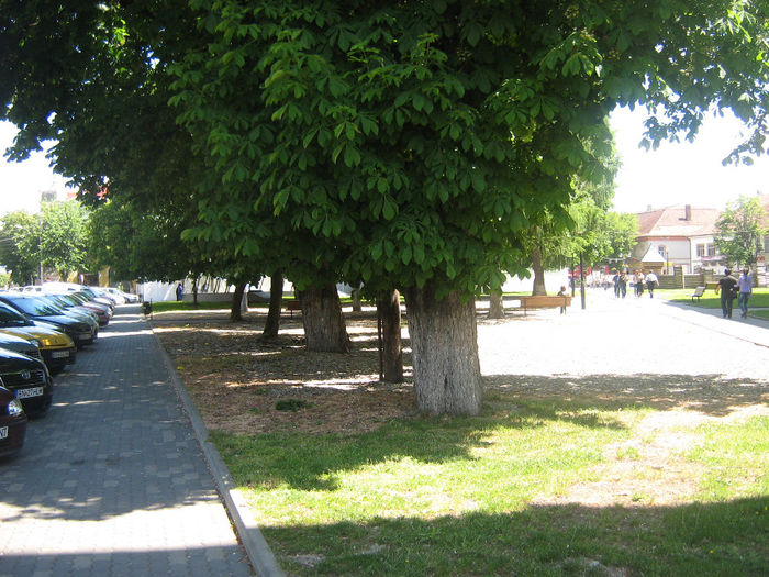 parcul din Piata Centrala 011