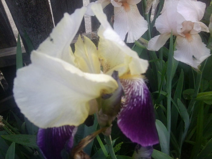 Fotografie0719 - flori de gradina2014