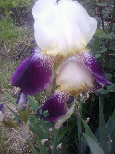 Fotografie0720 - flori de gradina2014