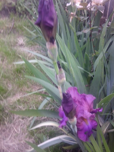 Fotografie0723 - flori de gradina2014