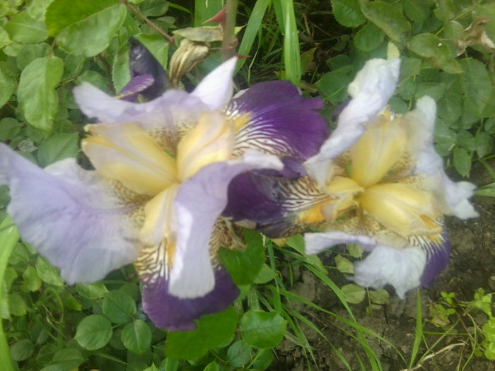 Fotografie0728 - flori de gradina2014