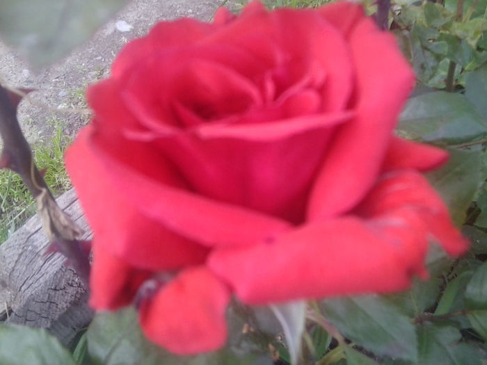 Fotografie0729 - flori de gradina2014