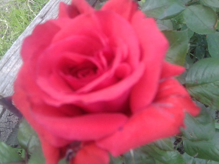 Fotografie0730 - flori de gradina2014