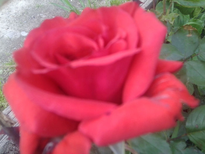 Fotografie0731 - flori de gradina2014